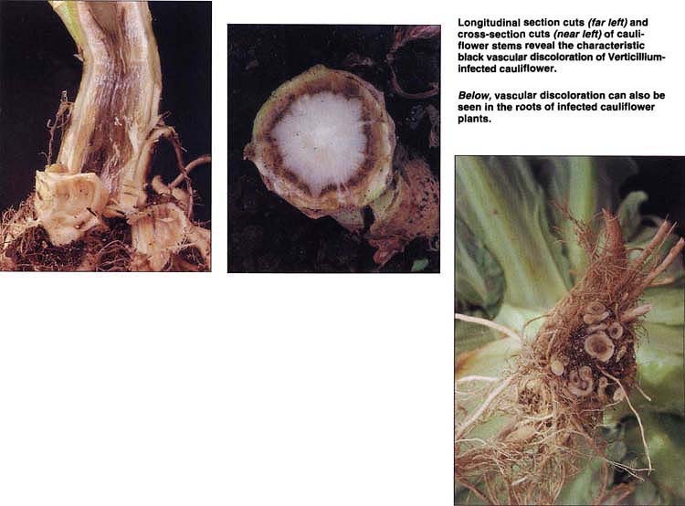 Longitudinal section cuts far left and cross-section cuts near left, of cauliflower stems reveal the characteristic black vascular discoloration of Verticillium-infected cauliflower. Right, vascular discoloration can also be seen in the roots of infected cauliflower plants.