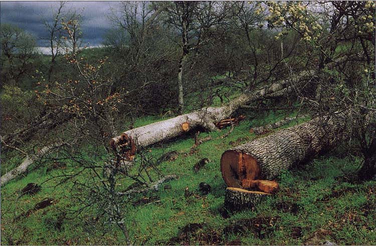 Firewood harvesting on hardwood rangelands was observed on 6,000 acres annually between 1988 and 1992.