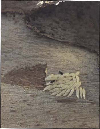 Avetianella longoi are attracted to egg batches of the eucalyptus longhorned borer.