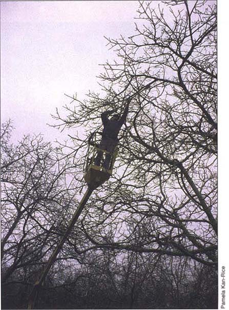 Alternate-year pruning is a technique used to reduce pruning costs. Pruning was one of six management practices studied to measure growers' adoption of practices recommended by UC.