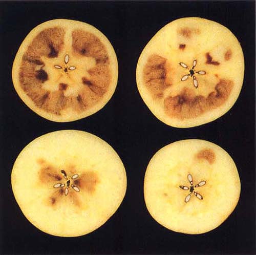 Occasionally air cavities develop within brown tissues of apples with internal browning.