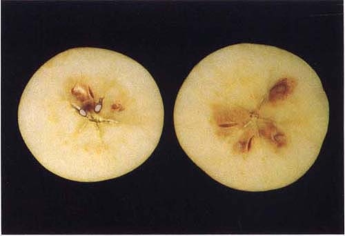 Internal browning symptoms vary within lots. Cut surfaces of mildly affected fruit show patchy areas of tissue in or near the core. Moderately and severely affected fruit have large areas of browning.