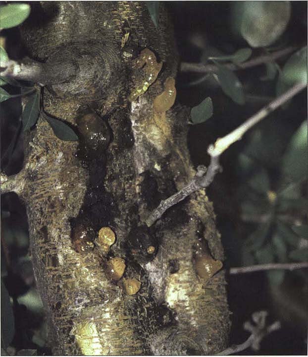 Ceratocystis cankers enlarge slowly over several years, with the margins of active cankers outlined by amber-colored gum balls. Infected limbs frequently die, but the disease seldom destroys the tree.