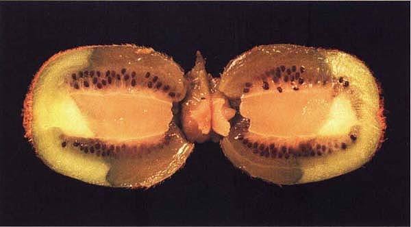 This cross-sectioned fruit with stem-end rot shows water-soaked tissues, a sign of decay by Botrytis cinerea.