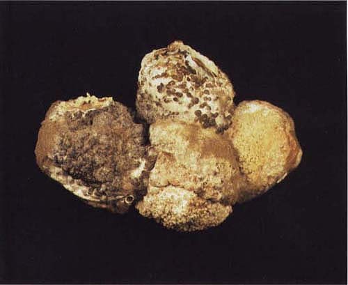 A cluster of fruit with gray mold. Note white (immature) and black (mature) sclerotia structures of the pathogen Botrytis cinerea.