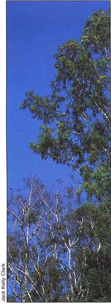 Eucalypts, which have been planted in California since 1853, have admirers and detractors.