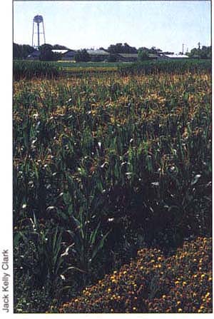 Aerial photos helped diagnose infiltration problems in UC Davis corn trials.