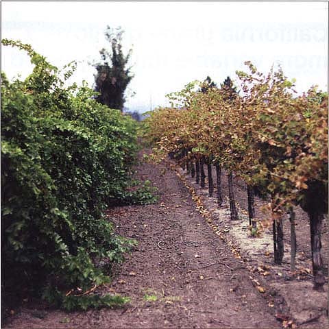 Vines on the left are grafted to the rootstock 11 OR, which is resistant to phylloxera biotype B. Vines on the right are grafted to AxR#1