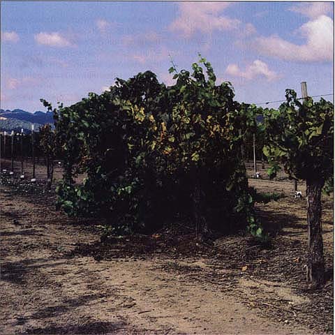 Most of the vines in this vineyard are grafted to AxR#1. The healthy vine in the center is grafted onto St. George, a rootstock that is resistant to biotype B.