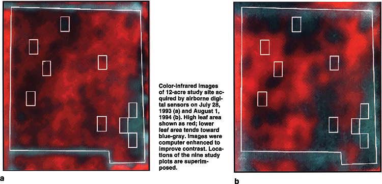  Color-infrared images of 12-acre study site acquired by airborne digital sensors on July 28, 1993 (a) and August 1, 1984 (b). High leaf area shown as red; lower leaf area tends toward blue-gray. Images were computer enhanced to improve contrast. Locations of the nine study plots are superimposed.  