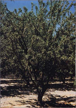 ‘Carmel’ trees on Lovell were significantly larger than those on Nemaguard of almond rootstocks.