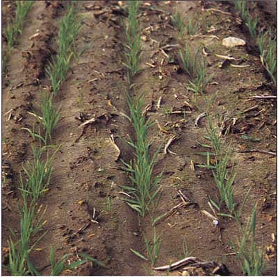At the 2–3 leaf stage, wheat is at the most susceptible stage for 2,4-D damage.