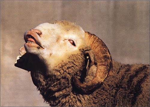 A ram responds to olfactory stimuli from an estrous ewe by exhibiting the Flehman response. Ram lambs exposed to ewes shortly after puberty (8–9 months of age) attained more successful matings as yearlings than rams that were 20 months old when first exposed to estrous ewes.