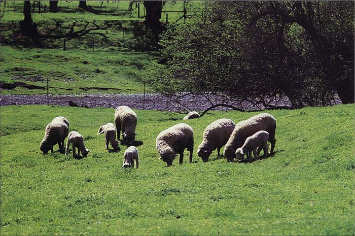 Ewes with lambs. Ewes exposed to high-performing rams were 2.5 times more likely to lamb than ewes exposed to low-performing rams.