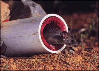 Pesticide rubs off the treated carpeting onto the wood rat as it enters the pvc pipe. The method has been very effective for reducing tick populations that may spread Lyme disease.