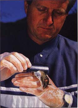 Top, Robert Lane combs the coat of a deer mouse to detect fleas. Tick treatments reduced flea populations.