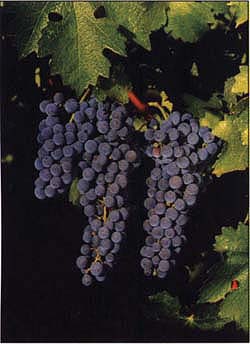 Phylloxera has afflicted grape vineyards for more than 140 years. There is no known chemical or biological control.