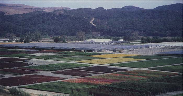 Individual nurseries in California produce as many as a thousand different plant species.