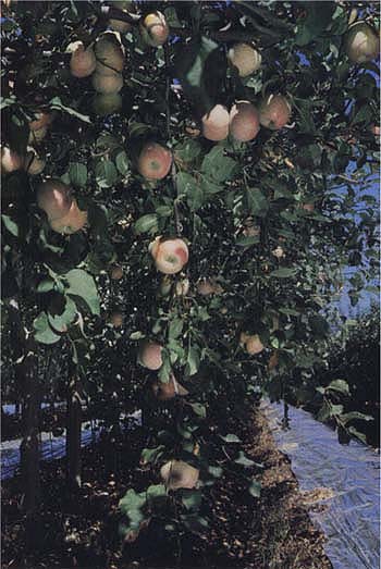 Cloth-backed aluminum foil and a polyethylene plastic were laid on the soil surface between tree rows in a ‘Fuji’ apple orchard trained to a Lincoln trellis.