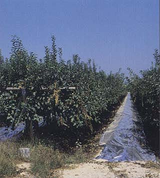Reflective material was laid between rows of apple trees to enhance the trees' interception of sunlight.