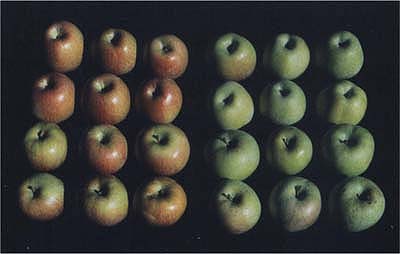 Apples grown with reflective material (left) developed more red skin color than apples grown without (right).