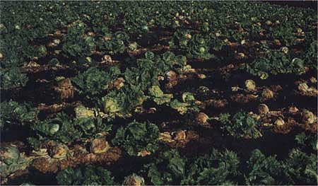 This field is infected by Sclerotinia minor, which causes lettuce drop. The disease causes a soft watery rot of both head and leaf lettuce that results in plant collapse and death.