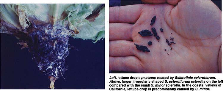 Left, lettuce drop symptoms caused by Sclerotinia sclerotiorum. Above, larger, irregularly shaped S. sclerotiorum sclerotia on the left compared with the small S. minor sclerotia. In the coastal valleys of California, lettuce drop is predominantly caused by S. minor.