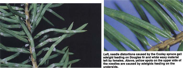 Left, needle distortions caused by the Cooley spruce gall adelgid feeding on Douglas fir and white waxy material left by females. Above, yellow spots on the upper side of the needles are caused by adelgids feeding on the underside.
