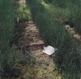 Older grasses, such as this 2-year-old California melic, were often not affected by herbicide treatment.