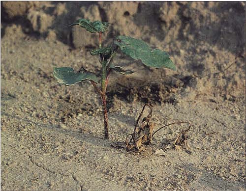 Metam-sodium is commonly used to fumigate soil before planting cotton to control weeds and seedling disease, including the damping-off shown here.