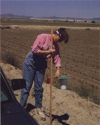 A field worker sets out a pink bollworm pheromone trap adjacent to seedling cotton crop. The numbers of male moth captures are used to plot generation peaks.