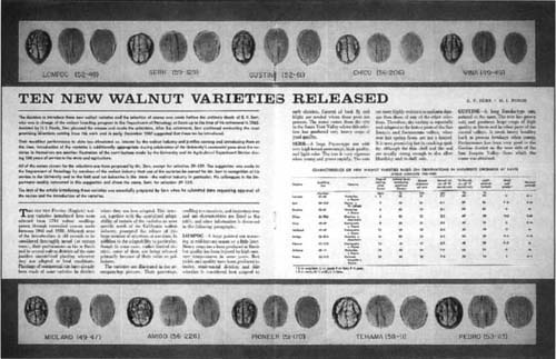 April 1968. New walnut varieties.