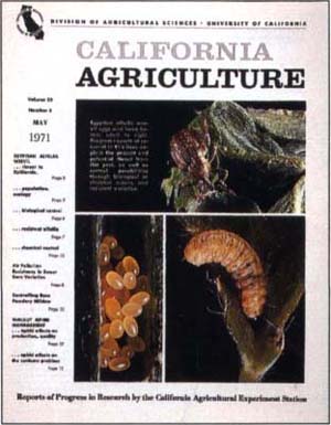May 1971. Egyptian Alfalfa Weevil.
