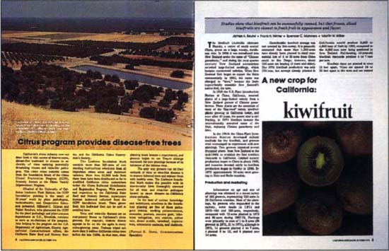 October 1976. Kiwifruit.