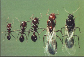 Fire ant invades Southern California - California ...