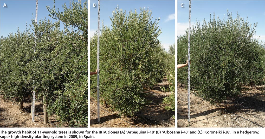 The growth habit of 11-year-old trees is shown for the IRTA clones (A) ‘Arbequina i-18’ (B) ‘Arbosana i-43’ and (C) ‘Koroneiki i-38’, in a hedgerow, super-high-density planting system in 2009, in Spain.