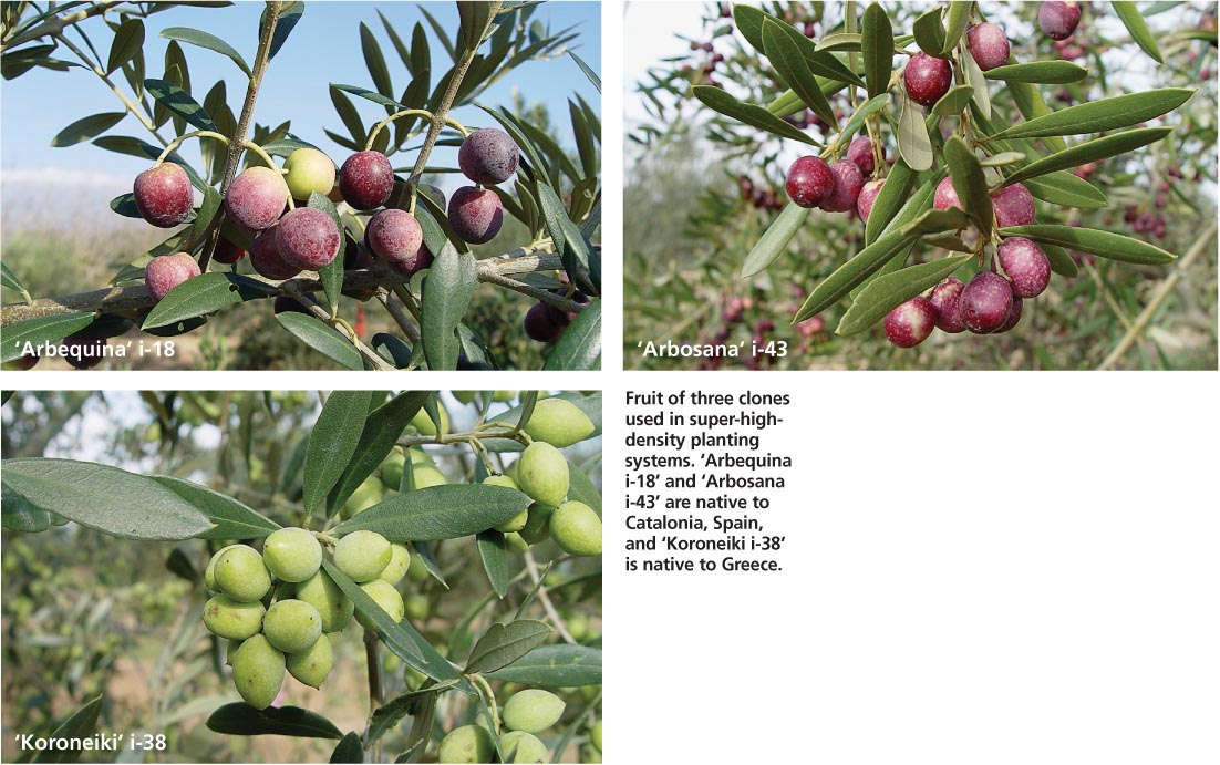 Fruit of three clones used in super-high-density planting systems. ‘Arbequina i-18’ and ‘Arbosana i-43’ are native to Catalonia, Spain, and ‘Koroneiki i-38’ is native to Greece.