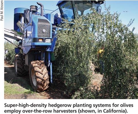 Super-high-density hedgerow planting systems for olives employ over-the-row harvesters (shown, in California).