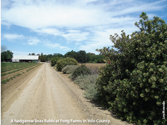 A hedgerow lines fi elds at Fong Farms in Yolo County.