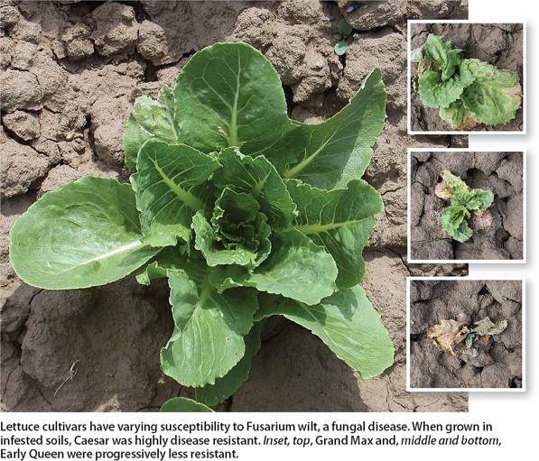 Lettuce cultivars have varying susceptibility to Fusarium wilt, a fungal disease. When grown in infested soils, Caesar was highly disease resistant. Inset, top, Grand Max and, middle and bottom, Early Queen were progressively less resistant.