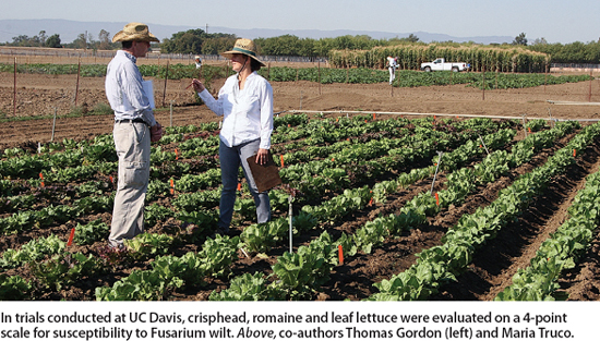 In trials conducted at UC Davis, crisphead, romaine and leaf lettuce were evaluated on a 4-point scale for susceptibility to Fusarium wilt. Above, co-authors Thomas Gordon (left) and Maria Truco.