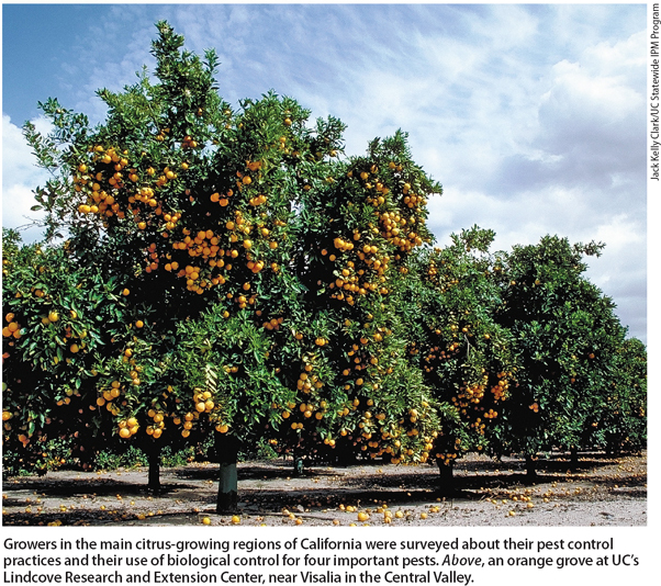 Growers in the main citrus-growing regions of California were surveyed about their pest control practices and their use of biological control for four important pests. Above, an orange grove at UC's Lindcove Research and Extension Center, near Visalia in the Central Valley.