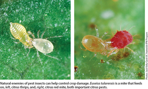 Natural enemies of pest insects can help control crop damage. Euseius tularensis is a mite that feeds on, left, citrus thrips, and, right, citrus red mite, both important citrus pests.