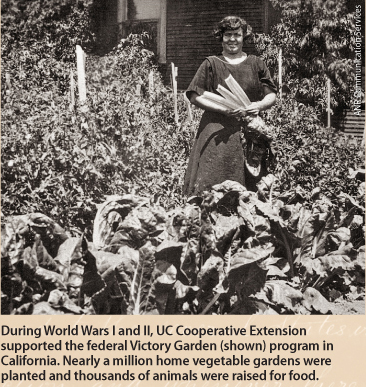 During World Wars I and II, UC Cooperative Extension supported the federal Victory Garden (shown) program in California. Nearly a million home vegetable gardens were planted and thousands of animals were raised for food.