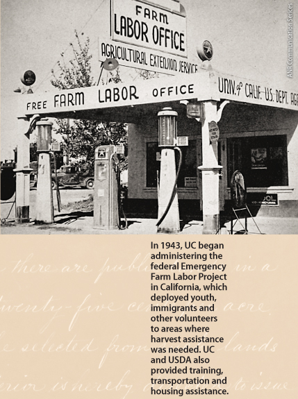 In 1943, UC began administering the federal Emergency Farm Labor Project in California, which deployed youth, immigrants and other volunteers to areas where harvest assistance was needed. UC and USDA also provided training, transportation and housing assistance.