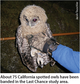 About 75 California spotted owls have been banded in the Last Chance study area.