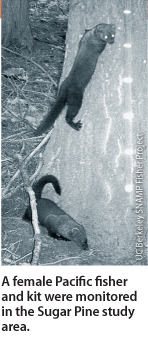 A female Pacific fisher and kit were monitored in the Sugar Pine study area.