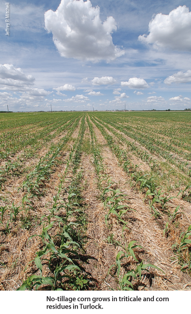 No-tillage corn grows in triticale and corn residues in Turlock.