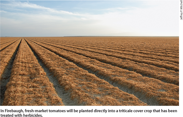In Firebaugh, fresh-market tomatoes will be planted directly into a triticale cover crop that has been treated with herbicides.
