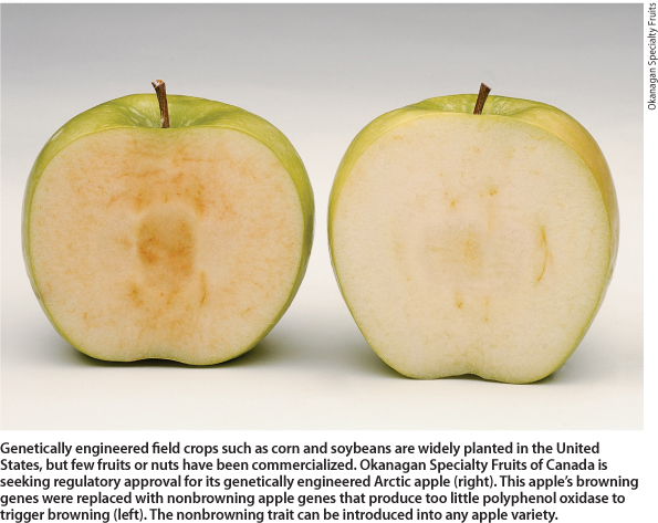 Genetically engineered field crops such as corn and soybeans are widely planted in the United States, but few fruits or nuts have been commercialized. Okanagan Specialty Fruits of Canada is seeking regulatory approval for its genetically engineered Arctic apple (right). This apple's browning genes were replaced with nonbrowning apple genes that produce too little polyphenol oxidase to trigger browning (left). The nonbrowning trait can be introduced into any apple variety.